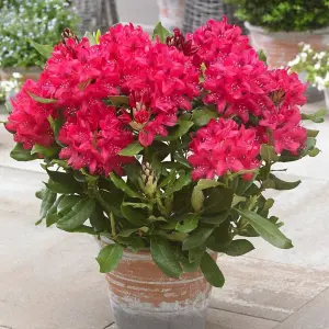 2 x Rhododendron Nova Zembla Plants - 15-20cm in Height - 9cm Pots