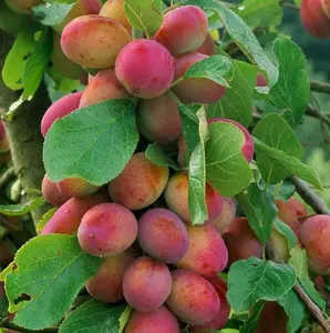 Direct Plants Prunus Victoria Plum Fruit Tree 2-3Yr 6ft Supplied in a 7 Litre Pot