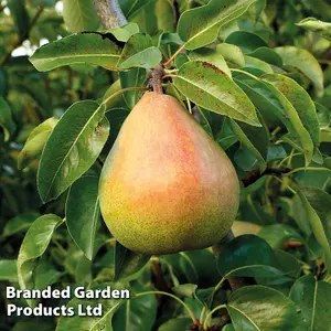 Pear (Pyrus) Mini Doyenne Du Comice 9cm Pot x 1