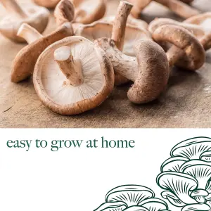 Mushroom Growing Kit Shiitake - Beginner Friendly Ready to Grow Educational Kit - Easy to Use Gardening Gift - Grow Your Own