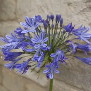 Agapanthus Blue' (African Lily) in 9cm Pot