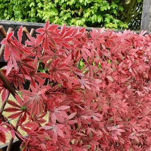 True Products Expanding Willow Trellis Fence with Artificial Red Acer Leaf Plants Garden Wall Screening