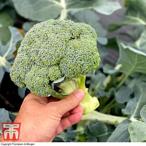 Broccoli Blue Finn F1 1 Seed Packet (20 Seeds)