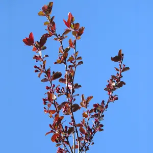 Malus Direktoer Moerland Tree - Crab Apple Tree, Deep Red Spring Blossoms, Low Maintenance (5-6ft)