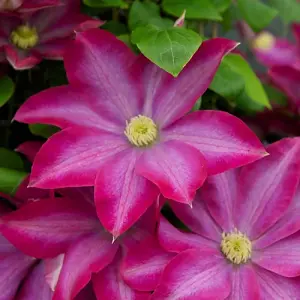 Clematis Pink Plant - Vibrant Pink Flowers, Climbing Vine, Attracts Pollinators (20-30cm Height Including Pot)