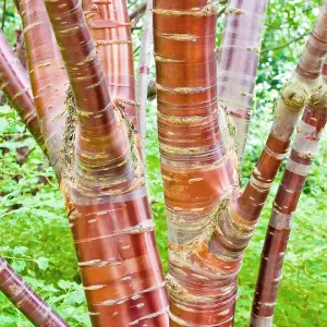 Prunus Serrula Tree - Striking Red Bark, Hardy, Low Maintenance (5-6ft)