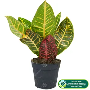 Codiaeum 'Petra' Plant - Colorful Foliage for Indoor Spaces, Easy Care, Brightens Any Room (30-40cm)