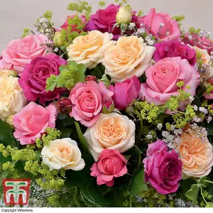 Rose (Rosa) (Hybrid Tea) Home Florist Timeless Collection 4 Bare Roots