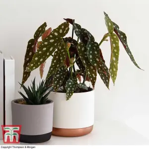 Houseplant Begonia Maculata - 1 Plant (12cm Pot)