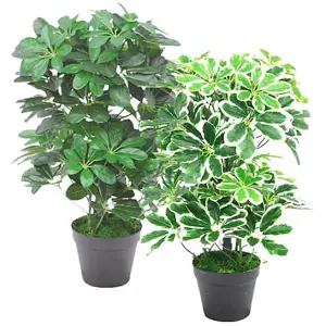 55cm Variegated Artificial Schefflera Arboricola Plant