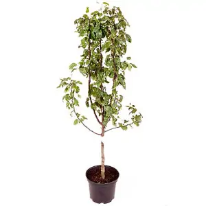 Conference Pear Patio Fruit Tree in a 5L Pot 90-110cm Tall