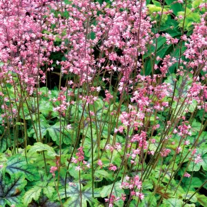 Heucherella Tapestry - Pink Flowers, Evergreen Foliage, Perennial Plant, Compact Size (15-30cm Height Including Pot)