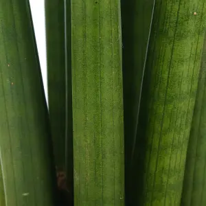 Sansevieria Cylindrica - Indoor African Spear Home Office Plant, Drought-tolerant Houseplant in 12cm Pot (30-40cm)