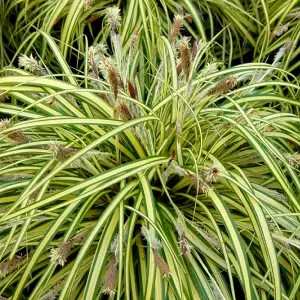 Carex Evergold - Variegated Foliage, Compact, Low Maintenance, Hardy (20-30cm Height Including Pot)