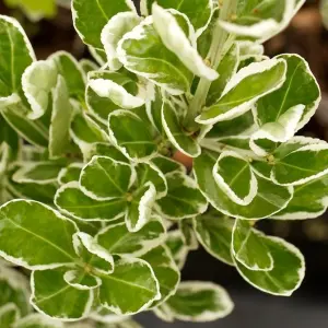 Euonymus Kathy Garden Shrub - Green and Gold Foliage, Compact Size (20-30cm Height Including Pot)