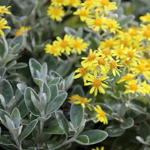 Sunshine Senecio Outdoor Shrub Plant Brachyglottis 2L Pot