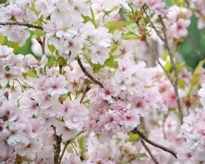 Direct Plants Prunus Amanogawa Flagpole Flowering Cherry Tree 5-6ft Supplied in a 7.5 Litre Pot