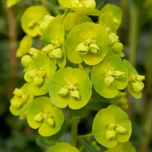 Euphorbia Robbiae - Hardy Evergreen Plant, Lime Green Flowers, Compact Size (20-30cm Height Including Pot)