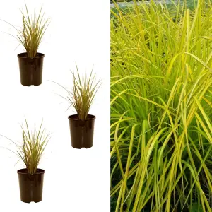 Carex Elata 'Aurea' - Bowles's Golden Sedge 'Aurea' Sedge - 3 Plants in 9cm Pots