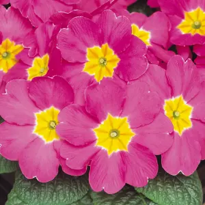 Polyanthus Rose Colourful Flowering Garden Ready Bedding Plants 6 Pack