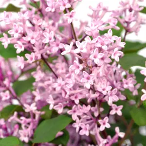 Bloomerang Pink Perfume Repeat Flowering Lilac Shrub Plant 12L Pot 60cm - 80cm