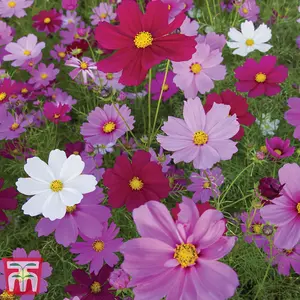 Cosmos Sensation Mixed 1 Seed Packet (150 Seeds)