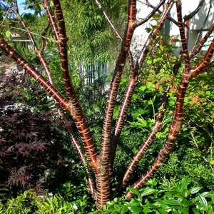 Prunus Serrula Tree - Striking Red Bark, Hardy, Low Maintenance (5-6ft)