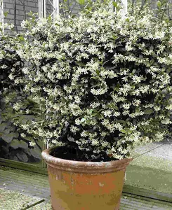 Star Jasmine - Trachelospermum Jasminoides in a 2L pot and a cane