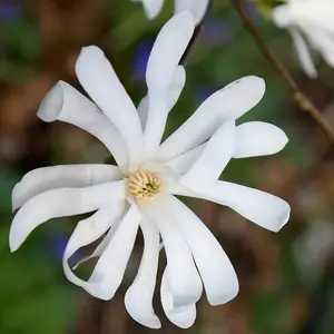 Star Magnolia Shrub Plant Magnolia Stellata 12L Pot 80cm - 100cm