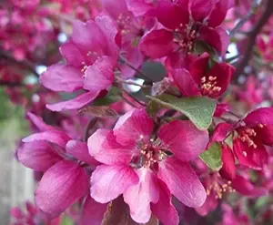 Malus Director Moorland Ornamental Flowering Crab Apple Tree 4-5ft Tall