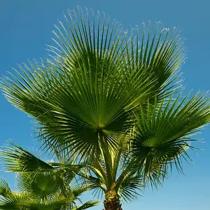 Cotton Palm (Washingtonia) 75-90cm in 17cm pot