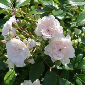 Rose Bush Crystal Fairy in 14cm Pot - White Summer Autumn Outdoor Low Growing Groundcover Plant for Bedding, Containers or Borders