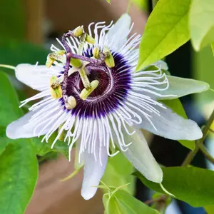 Passiflora Beauty of Hannover Garden Plant - Exotic Blooms, Compact Size (20-30cm Height Including Pot)