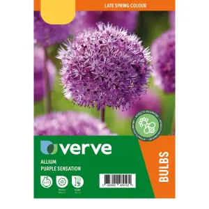 Allium Purple Sensation 40 Flower bulbs