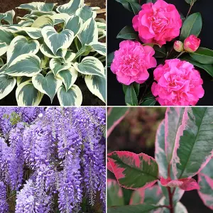 10 x Mixed Flowering Shrub Plants - Assorted Blooming Shrubs for Beautiful UK Gardens - Outdoor Plants (20-40cm)