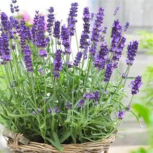 Large Lavender and Rosemary Herb Plants - In 14cm Pots - Ready to Plant