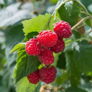 6 x Raspberry Polka Bare Root Canes - Grow Your Own Fresh Raspberries