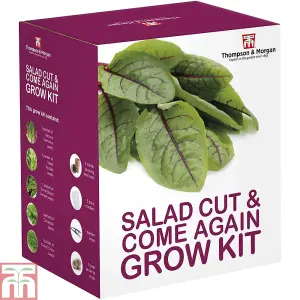 Seed Grow Kit Cut & Come Again Salad Leaves - Ideal Gift