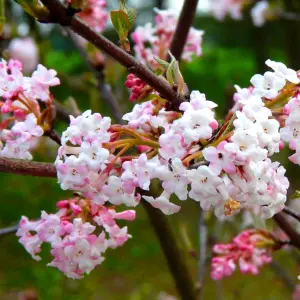 Viburnum Charles Lamont - Fragrant Flowering Shrub, Pink Blossoms (20-30cm Height Including Pot)