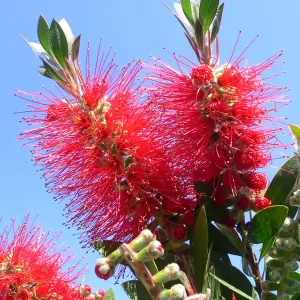 Callistemon Citrinus Bottlebrush Shrub - Bright Red Bottlebrush-Like Blooms (10-30cm Height Including Pot)