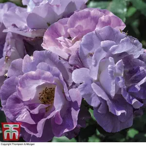 Floribunda Rose 'Blue For You' - 1 Bare Root