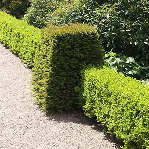 Box Hedging Plant Buxus sempervirens in 9cm Pots 15-20cm Tall Ready to Plant x 50