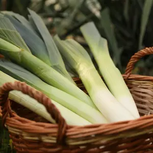 Leek Lancaster F1 1 Seed Packet