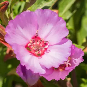 Clarkia Pink Buttercups 1 Seed Packet (750 Seeds)