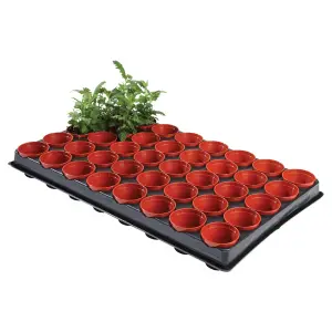 Ambador Growing Tray Multicoloured (One Size)