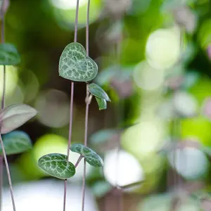 String of Hearts -  10cm Potted Plant x 1 + Black-Grey Ceramic Pot x 1