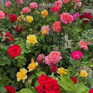 Rose Bush Trio in 2L Pot - 3 Growing Rose Bushes in One Pot