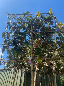 Magnolia Pleached Tree with Staking Kit - 200cm Stem and 16cm Girth