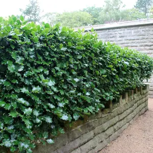 Hedges Direct English Holly 20cm Starter Plants Pack of 12