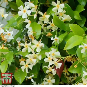 Star Jasmine - Trachelospermum Jasmine Tuscani - 9cm Potted Plants x 2 - Fragrant Climber - Low Maintenance - Evergreen